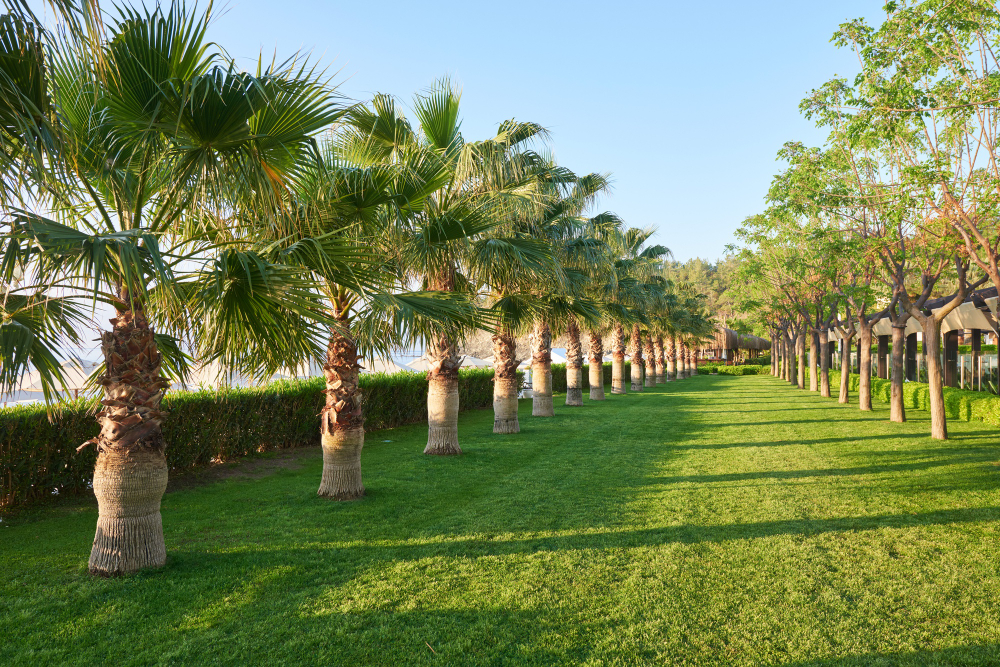 Palm avenue in golden evening light