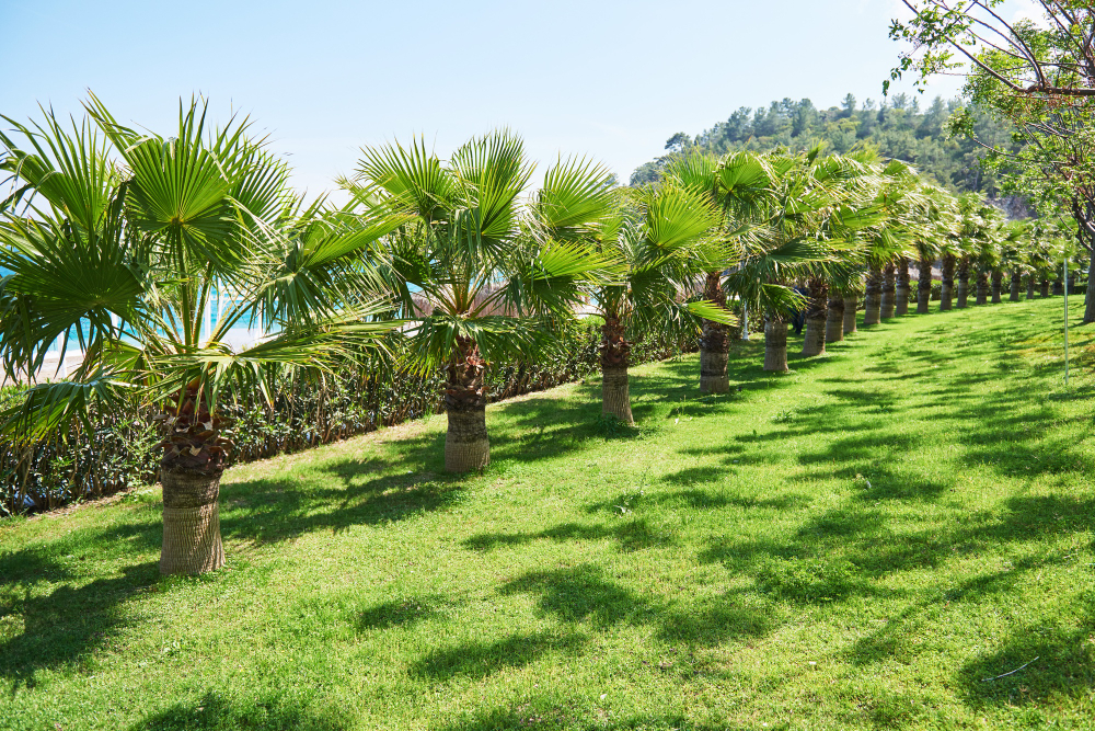 Landscaped palm gardens ready for a celebration